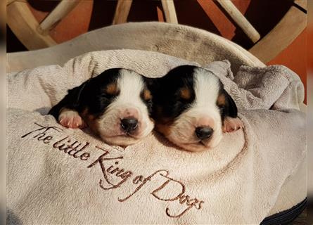 Entlebucher Sennenhunde Welpen mit Papieren