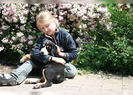 Entlebucher Sennenhunde Welpen mit Papieren