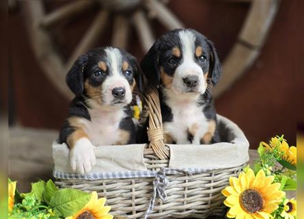 Entlebucher Sennenhunde Welpen mit Papieren