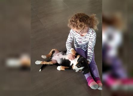 Entlebucher Sennenhunde Welpen mit Papieren