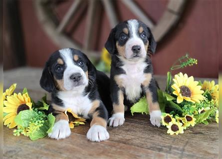 Entlebucher Sennenhunde Welpen mit Papieren