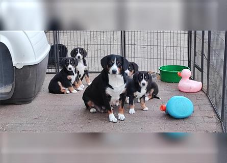 Entlebucher Sennenhunde Welpen mit Papieren