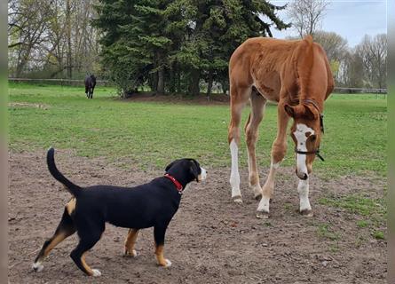 Entlebucher Sennenhunde Welpen mit Papieren