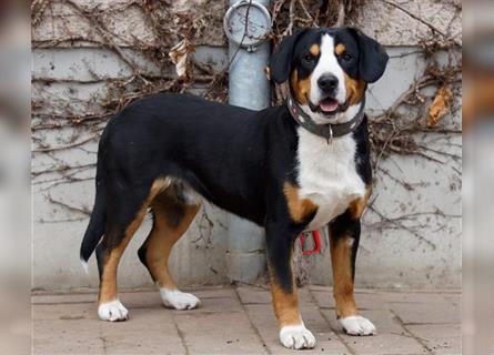 Entlebucher Sennenhunde Welpen mit Papieren