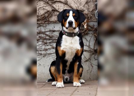 Entlebucher Sennenhunde Welpen mit Papieren