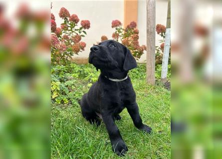 Labrador Welpen