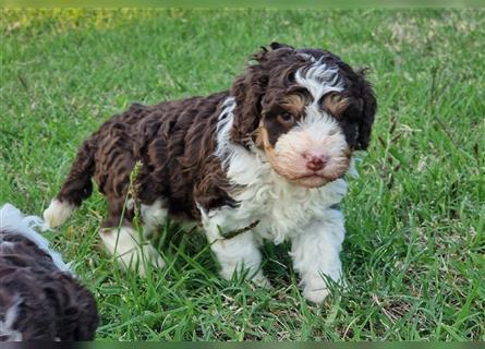 Lagotto Romagnolo