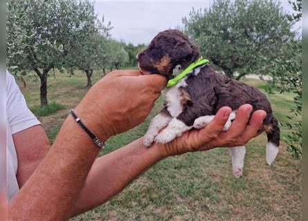 Lagotto Romagnolo