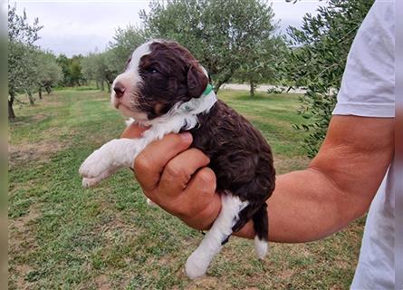 Lagotto Romagnolo