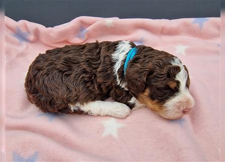 Lagotto Romagnolo