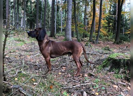 Hannoverscher Schweißhund/ Bayerischer Gebirgsschweißhund Mischlingswelpen