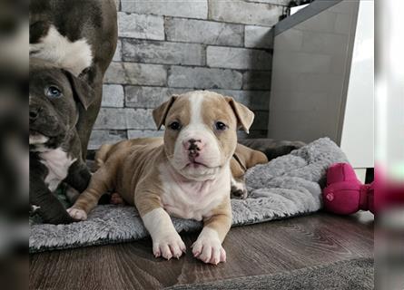 American Bully pocket Welpen mit ABKC