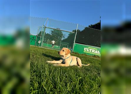 Labradorwelpe Rocky