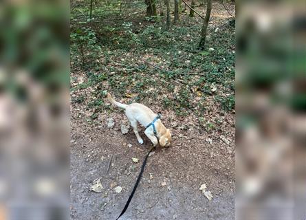 Labradorwelpe Rocky