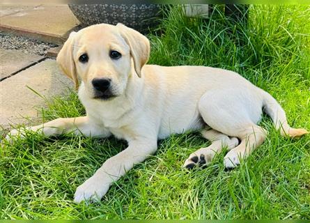 Labradorwelpe Rocky