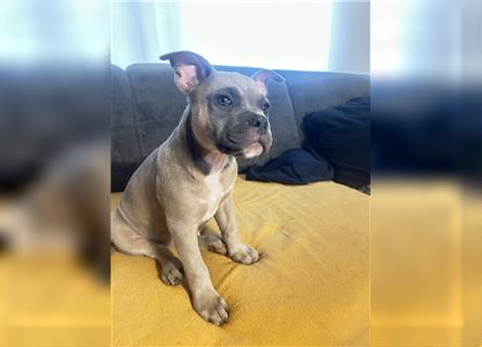 Französische Bulldogge mix