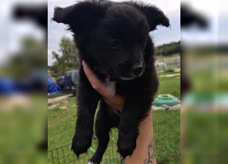 süsse kleine Welpen suchen noch ein Zuhause