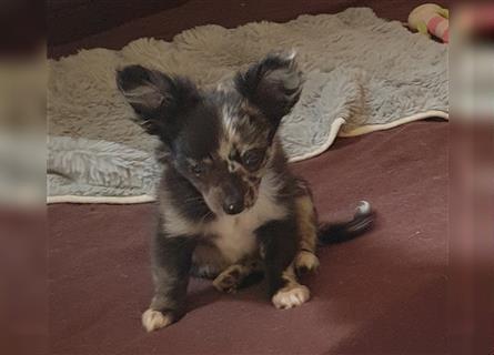 süsse kleine Welpen suchen noch ein Zuhause