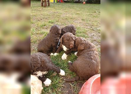 Lagotto Romagnolo welpen