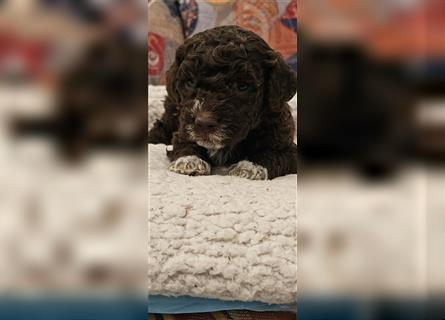 Lagotto Romagnolo welpen