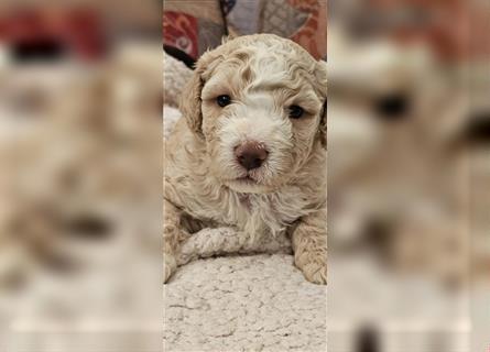 Lagotto Romagnolo welpen