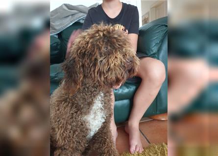 Lagotto Romagnolo welpen