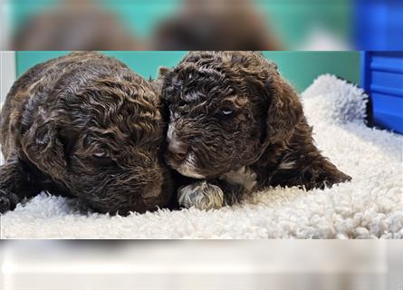 Lagotto Romagnolo welpen