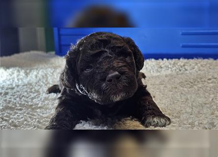 Lagotto Romagnolo welpen