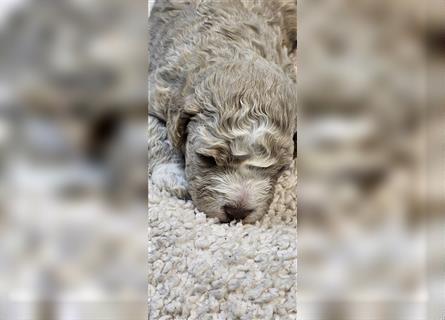 Lagotto Romagnolo welpen