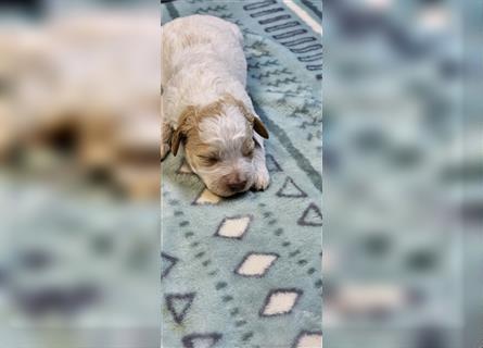 Lagotto Romagnolo welpen