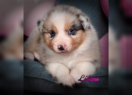 Traumhafte Australian Shepherd Welpen