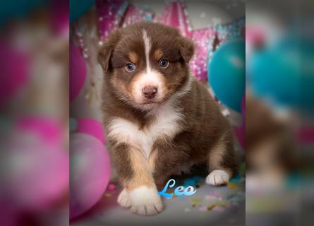 Traumhafte Australian Shepherd Welpen