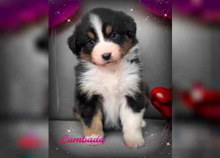 Traumhafte Australian Shepherd Welpen