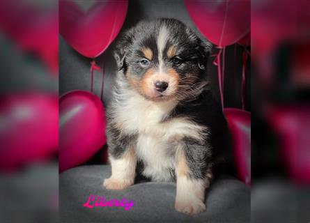 Traumhafte Australian Shepherd Welpen