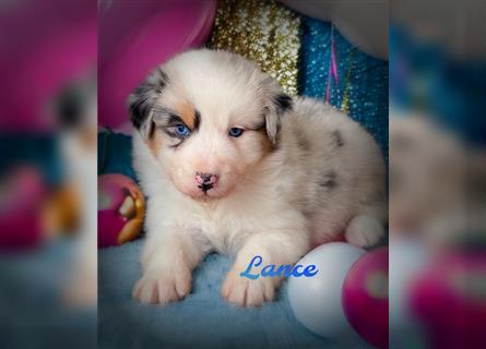 Traumhafte Australian Shepherd Welpen