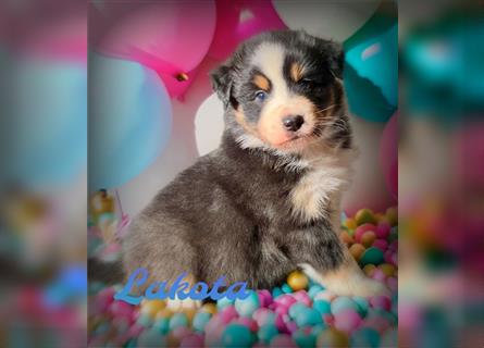 Traumhafte Australian Shepherd Welpen