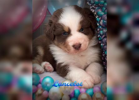 Traumhafte Australian Shepherd Welpen