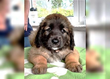 Leonberger Welpen mit Ahnentafel