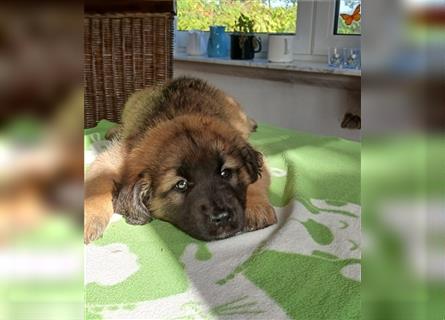 Leonberger Welpen mit Ahnentafel