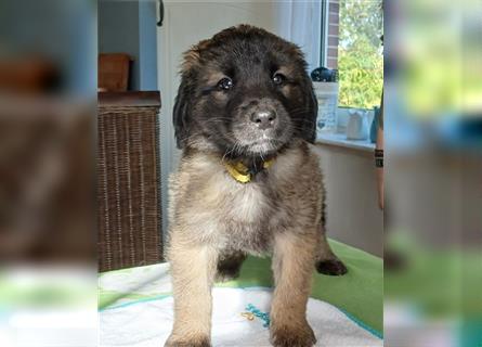 Leonberger Welpen mit Ahnentafel