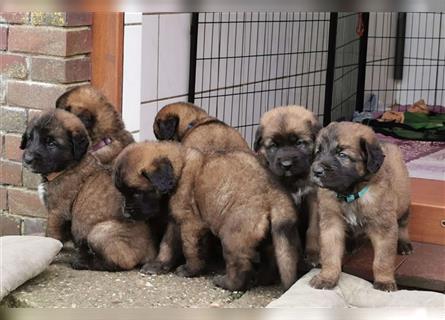 Leonberger Welpen mit Ahnentafel