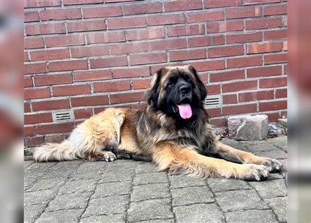 Leonberger Welpen mit Ahnentafel