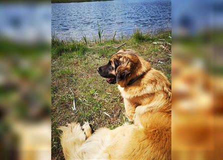 Leonberger Welpen mit Ahnentafel