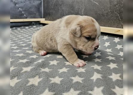 American Bully Welpen merle