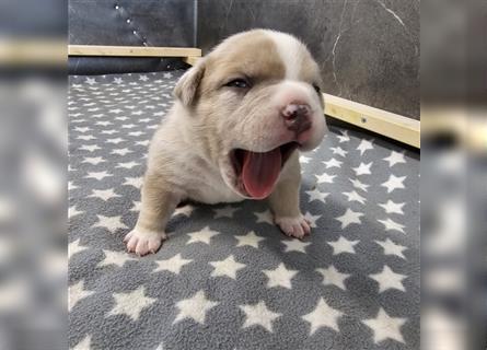 American Bully Welpen merle