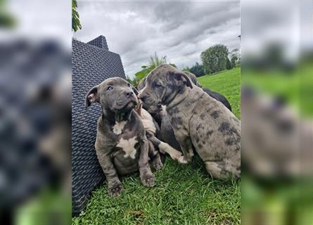 American Bully XXL Sonderlackierung Merle Tricolor Blueline