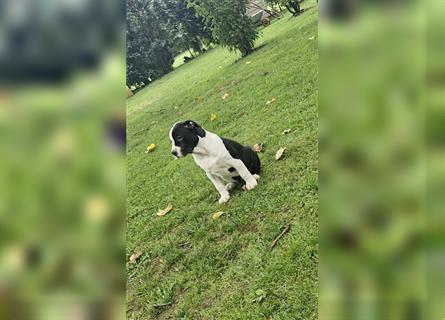 American Bully XXL Sonderlackierung Merle Tricolor Blueline