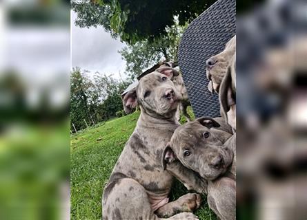 American Bully XXL Sonderlackierung Merle Tricolor Blueline