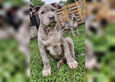 American Bully XXL Sonderlackierung Merle Tricolor Blueline