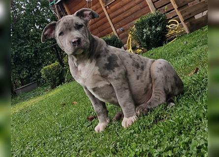 American Bully XXL Sonderlackierung Merle Tricolor Blueline